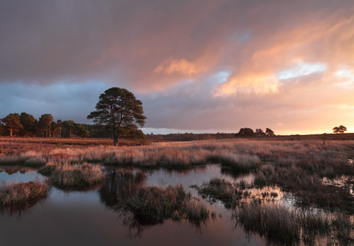 New Forest Landscapes : First Light over Duck Hole
